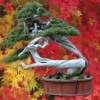 VIAJE Japón Bonsai TAIKANTEN  KYOTO  XI ASPAC TAKAMATSU bonsaimura saitama